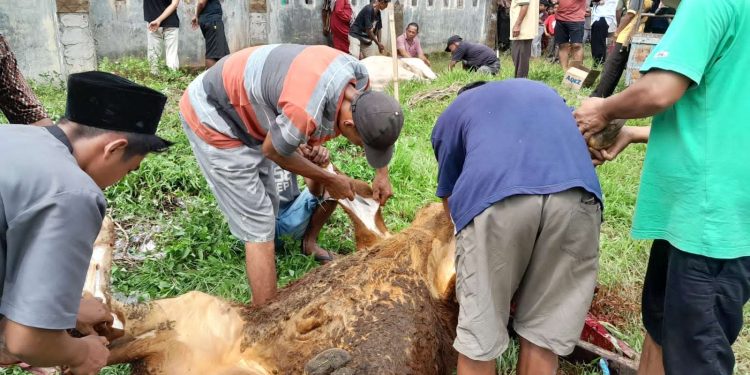 Warga Muaro Bodi Sijunjung Antusias Sambut Penyembelihan Sapi Korban dari Athari