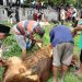 Warga Muaro Bodi Sijunjung Antusias Sambut Penyembelihan Sapi Korban dari Athari