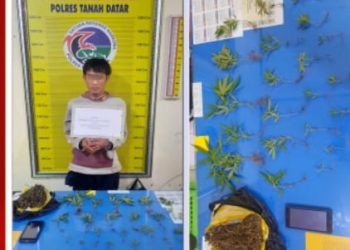 Kedapatan Memiliki Tanaman Ganja, Pria Berinisial BH Diciduk Satres Narkoba Polres Tanah Datar