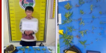 Kedapatan Memiliki Tanaman Ganja, Pria Berinisial BH Diciduk Satres Narkoba Polres Tanah Datar