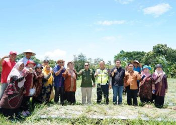 Panen Perdana Bawang Merah Milik Iptu Hidayanda Rizki, SH Dilakukan Oleh Bupati Tanah Datar