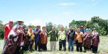 Panen Perdana Bawang Merah Milik Iptu Hidayanda Rizki, SH Dilakukan Oleh Bupati Tanah Datar