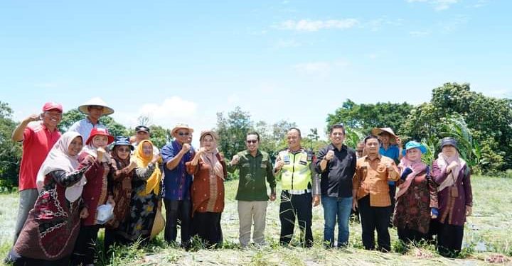 Panen Perdana Bawang Merah Milik Iptu Hidayanda Rizki, SH Dilakukan Oleh Bupati Tanah Datar