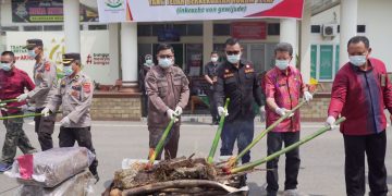 Bupati Solok Hadiri Pemusnahan Barang Bukti Tindak Pidana Umum di Kejaksaan Negeri Solok