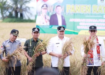Bentuk Apresiasi dan Motivasi Kepada Petani, Pemko Solok Gelar Panen Raya Padi Sawah Tahun 2023 di  Area Sawah Solok
