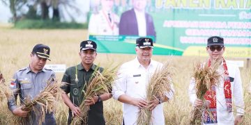 Bentuk Apresiasi dan Motivasi Kepada Petani, Pemko Solok Gelar Panen Raya Padi Sawah Tahun 2023 di  Area Sawah Solok