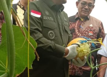 Panen Raya Buah Melon SMKN 2 Batusangkar Dihadiri Bupati Eka Putra