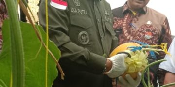 Panen Raya Buah Melon SMKN 2 Batusangkar Dihadiri Bupati Eka Putra