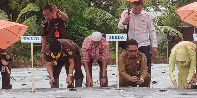 Kejati Sumbar Didampingi Sekda Mentawai Laksanakan Penanaman Satu Hektar Cabe
