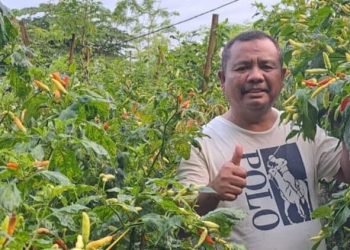 Antisipasi Potensi Inflasi, Pemko Solok Dorong Petani Meningkatkan Produksi Cabai