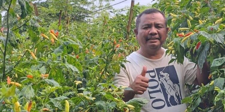 Antisipasi Potensi Inflasi, Pemko Solok Dorong Petani Meningkatkan Produksi Cabai