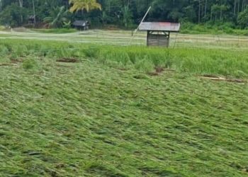 Pemko Solok Dorong Petani Asuransikan Tanaman Padi