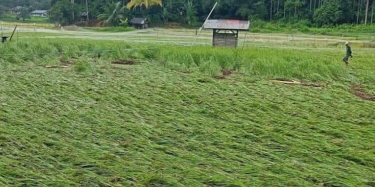 Pemko Solok Dorong Petani Asuransikan Tanaman Padi