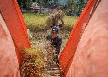 Lahan Terbatas, Wakil Walikota Solok Nilai Intensifikasi Solusi Untuk Produksi Pertanian