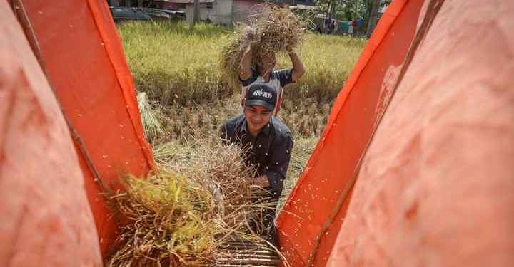 Lahan Terbatas, Wakil Walikota Solok Nilai Intensifikasi Solusi Untuk Produksi Pertanian