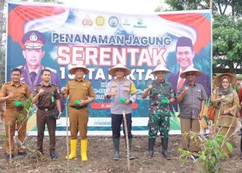 Wujudkan 1 Juta Hektar Lahan Jagung, Pemkab Lima Puluh Kota Dukung Penuh Swasembada Pangan Presiden Prabowo