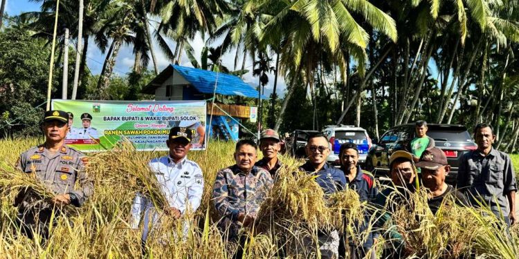 Bupati Jon Firman Pandu Ikut Panen Perdana Sawah Pokok Murah Di Koto Baru