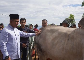 Bupati Solok Hadiri Prosesi Penyembelihan Hewan Kurban dari Presiden RI di Nagari Koto Laweh