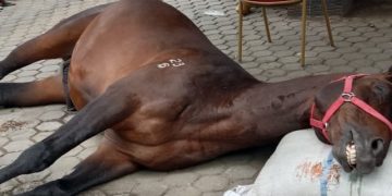 Kuda Pejantan Tangguh Fort de Kock Hill Milik Pemko Bukittinggi Dinyatakan Mati Dalam Usia 19 Tahun