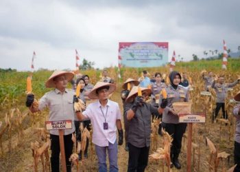 Bupati Solok Hadiri Panen Raya Jagung Serentak Kuartal III di Sukarami