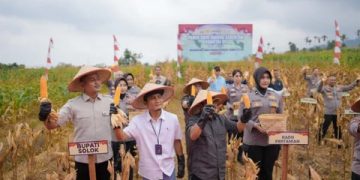 Bupati Solok Hadiri Panen Raya Jagung Serentak Kuartal III di Sukarami