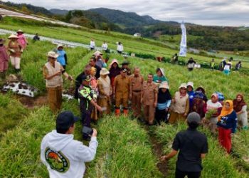 Bupati Solok Hadiri Panen Raya Bawang Merah di Rimbo Tinggi Alahan Panjang