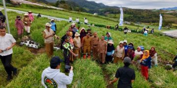 Bupati Solok Hadiri Panen Raya Bawang Merah di Rimbo Tinggi Alahan Panjang