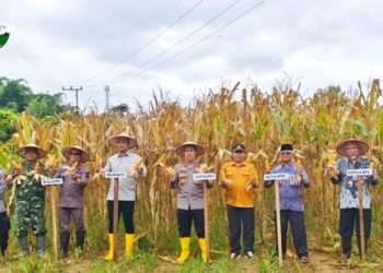 Polres Sijunjung Menggelar Panen Raya Jagung Serentak Kuartal I Tahun 2026