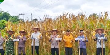 Polres Sijunjung Menggelar Panen Raya Jagung Serentak Kuartal I Tahun 2026