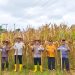 Polres Sijunjung Menggelar Panen Raya Jagung Serentak Kuartal I Tahun 2026
