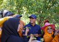 Gubernur Sumbar dan Bupati Solok Hadiri Panen Raya Cengkeh di Nagari Paninggahan