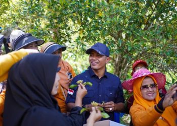 Gubernur Sumbar dan Bupati Solok Hadiri Panen Raya Cengkeh di Nagari Paninggahan