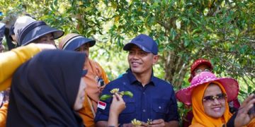 Gubernur Sumbar dan Bupati Solok Hadiri Panen Raya Cengkeh di Nagari Paninggahan