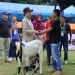 Wako Zulmaeta Tegaskan Komitmen Pemerintah Kota Payakumbuh Untuk Kembangkan Sektor Peternakan