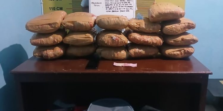 Sat Resnarkoba Polres Pasaman Kembali Tangkap Kurir, Amankan 16 Paket Besar Ganja