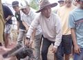 Bupati Solok Buka Alek Buru Babi di Nagari Kuncia