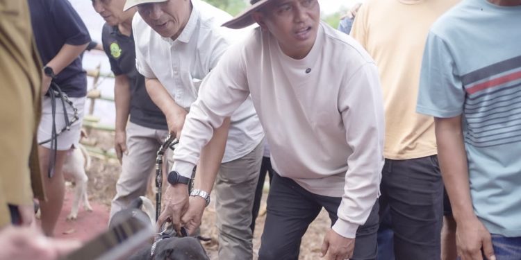 Bupati Solok Buka Alek Buru Babi di Nagari Kuncia